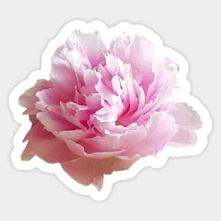 Pink Peony Flower Photo Sticker